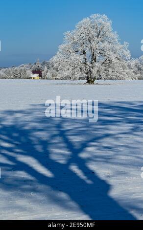 Sieversdorf, Deutschland. Januar 2021. Bäume und Sträucher sind mit Reif bedeckt. Quelle: Patrick Pleul/dpa-Zentralbild/ZB/dpa/Alamy Live News Stockfoto