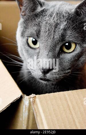 Süße Katze in einer Box Stockfoto