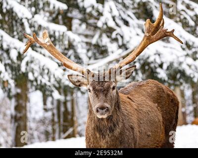 Junges Reh mit Geweih im Schnee Stockfoto