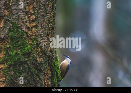 Kleine Strohhalme auf dem Baum sucht Nahrung Stockfoto