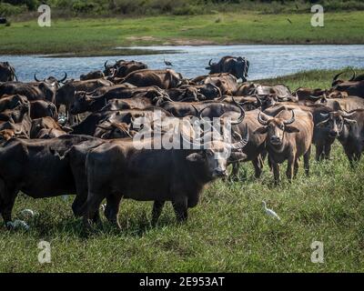 Herde von Wasserbüffeln am Ufer des Sees im Minniya Nationalpark in Sri Lanka. Stockfoto