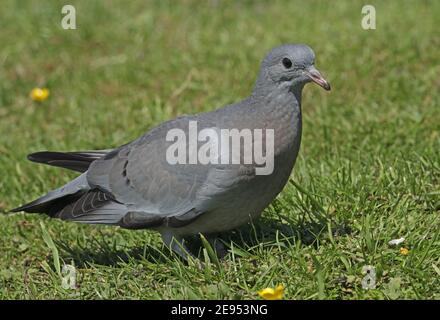 Stock Dove (Columba oenas oenas) jugendlich stehend auf kurzem Gras Eccles-on-Sea, Norfolk, Großbritannien Juni Stockfoto