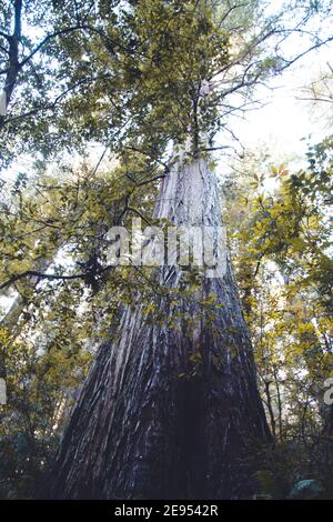 Vertikale Low-Angle-Aufnahme eines dicken hohen Baumes Stockfoto