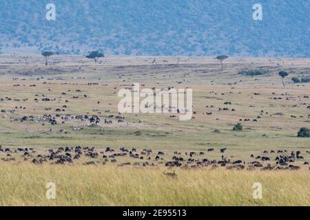 Östlicher Weißbärtiger Gnus (Connochaetes taurinus albojubatus), Masai Mara National Reserve, Kenia. Stockfoto