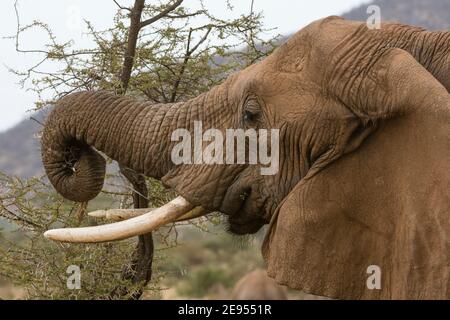 Afrikanischer Elefant (Loxodonta Africana), Kalama Conservancy, Samburu, Kenia. Stockfoto