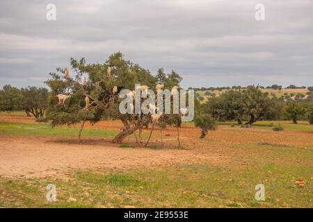 Arganbaum mit Ziegen darauf auf dem Weg zu Essesaura an der Atlantikküste von Marokko Stockfoto