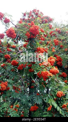 Reifende leuchtend orange Eberesche Beeren, gesammelt in Trauben, hängen an einem Baum. Stockfoto