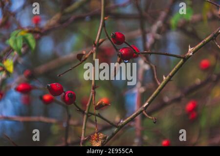 Reife rote Hagebutten mit Wassertropfen, die an wilden dornigen Ästen in der Herbstnatur hängen. Stockfoto