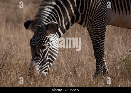 Grevy's Zebra (Equus grevyi), Kalama Conservancy, Samburu, Kenia. Stockfoto