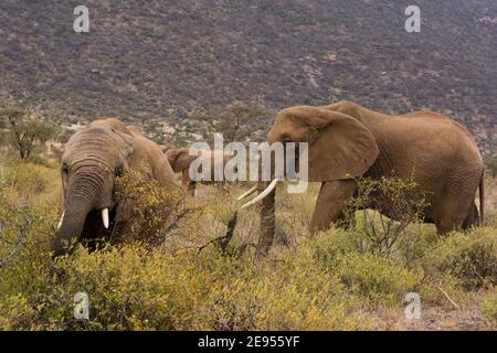 Afrikanische Elefanten (Loxodonta Africana), Kalama Conservancy, Samburu, Kenia. Stockfoto