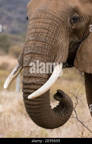 Afrikanischer Elefant (Loxodonta Africana), Kalama Conservancy, Samburu, Kenia. Stockfoto