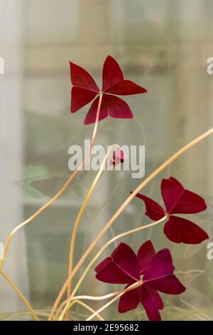 Blätter in Form eines Schmetterlings bei der Zimmerpflanze am Fenster. Purple oxalis, selektiver Fokus. Eine schöne Dekoration im Inneren des Zimmers. Stockfoto