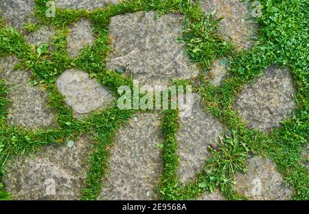 Ansicht von oben auf grau gemustert quadratischen Bürgersteig von einer Größe. Grünes Gras wächst in den Nähten. Außengestaltung Pflasterung Fliesen Hintergrund. Stockfoto