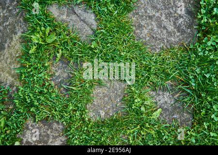 Ansicht von oben auf grau gemustert quadratischen Bürgersteig von einer Größe. Grünes Gras wächst in den Nähten. Außengestaltung Pflasterung Fliesen Hintergrund. Stockfoto