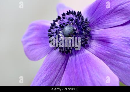 Anemone coronaria ‘Harmony Series Blue’ (Harmony Series) Mohnanemone – violett blaue Blume mit schwarzem Zentrum, Februar, England, Großbritannien Stockfoto