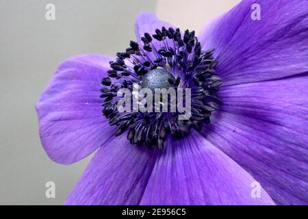 Anemone coronaria ‘Harmony Series Blue’ (Harmony Series) Mohnanemone – violett blaue Blume mit schwarzem Zentrum, Februar, England, Großbritannien Stockfoto