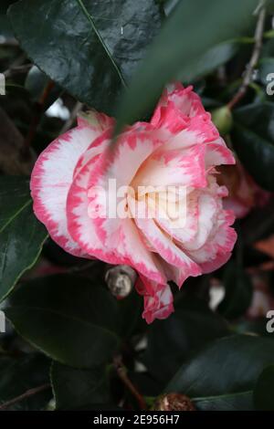 Camellia sasanqua ‘Leslie Ann’ Leslie Ann Camellia – weiße Blume mit unregelmäßigen rosafarbenen Rändern, Februar, England, Großbritannien Stockfoto