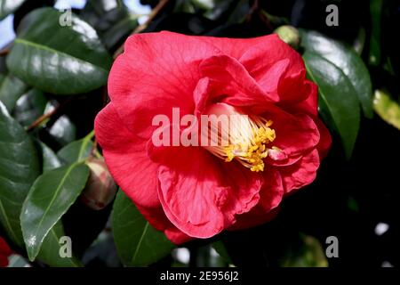 Camellia japonica ‘Herz-As’ Herz-As Kamelie – tiefrote Blume mit leicht rekurvierten Blütenblättern, Februar, England, Großbritannien Stockfoto