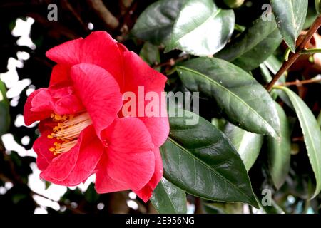 Camellia japonica ‘Herz-As’ Herz-As Kamelie – tiefrote Blume mit leicht rekurvierten Blütenblättern, Februar, England, Großbritannien Stockfoto