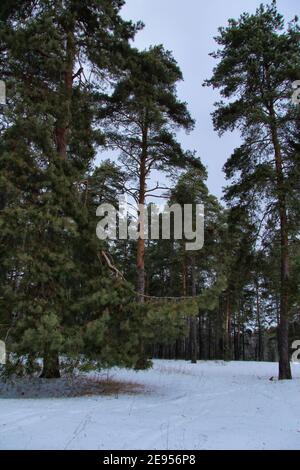 Kiefernwald an einem Wintertag vor dem Hintergrund eines hellblauen Himmels. Winter Naturlandschaft. Leuchtend grüne Pinien in einer verschneiten Wiese. Stockfoto