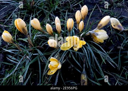 Crocus chrysanthus ‘Romance’ Crocus Romance – Zwergkrokus mit cremigen äußeren Blütenblättern und innen goldgelb, Februar, England, Großbritannien Stockfoto