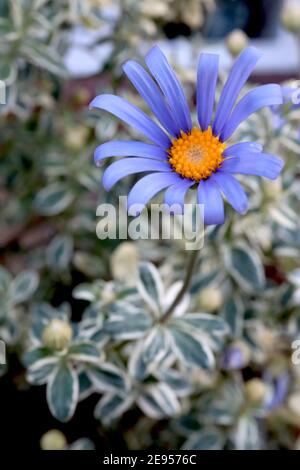 Felicia amelloides ‘Santa Anita variegated’ Blue Daisy variegated – blaue Gänseblümchen-ähnliche Blumen und bunte Blätter, Februar, England, Großbritannien Stockfoto