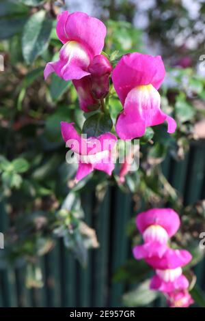 Antirrhinum majus ‘Kim Purple and White’ (Kim Series) Kim Purple and White snapdragon – Cerisblüten mit weißem und gelbem Mund, Februar, England Stockfoto