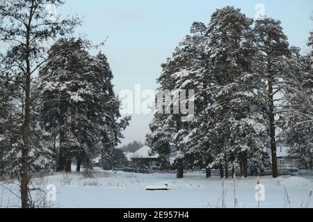 Russisches Dorf mit Holzhütten in der Mitte von schneebedeckten Kiefern an einem klaren Wintertag mit einem blauen Himmel. Winter ländliche Landschaft. Stockfoto