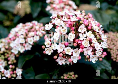 Viburnum x burkwoodii ‘Mohawk’ Arrowwood Mohawk – stark duftende kleine rosa und weiße Blütenstände, Februar, England, Großbritannien Stockfoto