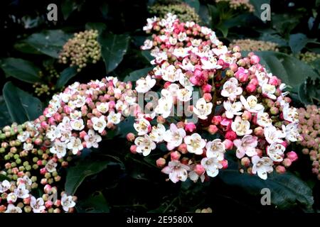 Viburnum x burkwoodii ‘Mohawk’ Arrowwood Mohawk – stark duftende kleine rosa und weiße Blütenstände, Februar, England, Großbritannien Stockfoto