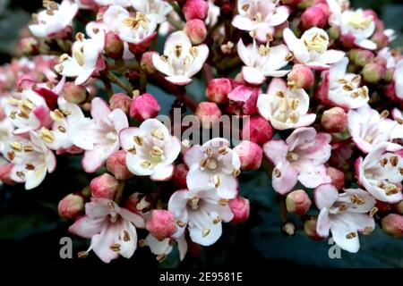 Viburnum x burkwoodii ‘Mohawk’ Arrowwood Mohawk – stark duftende kleine rosa und weiße Blütenstände, Februar, England, Großbritannien Stockfoto