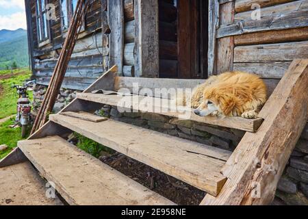 Hund bewacht ein Haus im Dorf Stockfoto