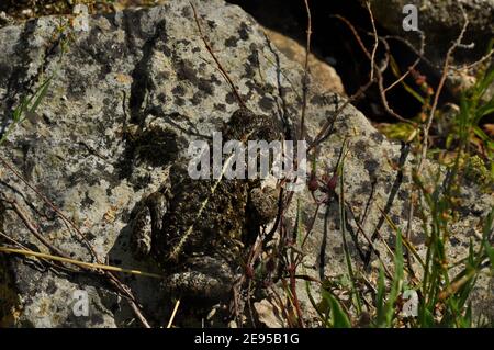 Natterjack Kröte, Epidalea calamita, mit unverwechselbarer Markierung, New Forest, Hampshire, Großbritannien Stockfoto