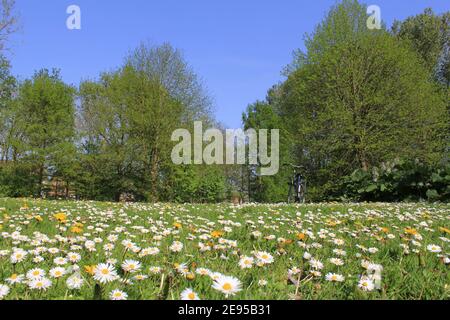 Eine schöne Landschaft in einem Stadtpark im Frühling mit Viele Gänseblümchen auf der grünen Wiese und im großen Grün Bäume und ein blauer Himmel in holland Stockfoto