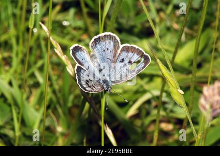 Großer blauer Schmetterling, "Glaucopsyche arion" am Collard Hill in Somerset Stockfoto