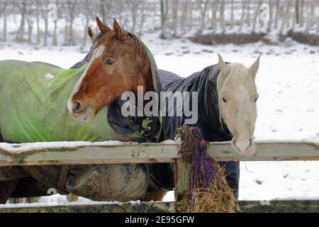 Zwei Pferde (Equus caballus), die an einem verschneiten Tag hinter einem Holzzaun Decken gegen die Kälte tragen Stockfoto