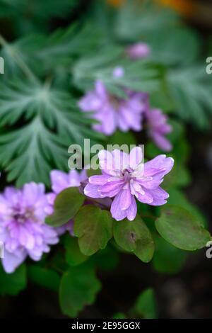 Anemonella thalictroides forma rosea Oscar Schoaf, Rosa, Doppel, Blumen, Stauden, Schatten, Schatten, schattig, Holz, Wald, Pflanze, Blüte, RM Floral Stockfoto