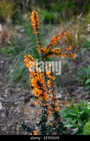 Berberis x lologensis Mystery Fire, Berberberry Mystery Fire, immergrüner Strauch, glänzend dunkelgrün Blätter, Cluster von orange-gelben Blüten, Blüte, Frühling i Stockfoto