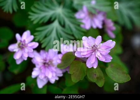 Anemonella thalictroides forma rosea Oscar Schoaf, Rosa, Doppel, Blumen, Stauden, Schatten, Schatten, schattig, Holz, Wald, Pflanze, Blüte, RM Floral Stockfoto