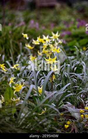 Erythronium tuolumnense Spindelstein, Fawn Lilie, Hahnentrittviolett, Frühling, gelbe Blumen, Blume, Blüte, Schatten, schattig, schattig, Waldgarten, RM Floral Stockfoto