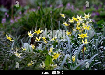 Erythronium tuolumnense Spindelstein, Fawn Lilie, Hahnentrittviolett, Frühling, gelbe Blumen, Blume, Blüte, Schatten, schattig, schattig, Waldgarten, RM Floral Stockfoto