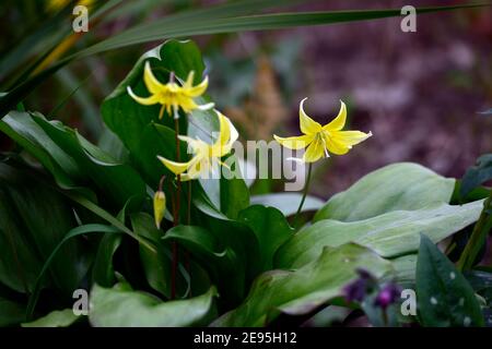 Erythronium tuolumnense Spindelstein, Fawn Lilie, Hahnentrittviolett, Frühling, gelbe Blumen, Blume, Blüte, Schatten, schattig, schattig, Waldgarten, RM Floral Stockfoto