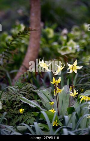 Erythronium tuolumnense Spindelstein, Fawn Lilie, Hahnentrittviolett, Frühling, gelbe Blumen, Blume, Blüte, Schatten, schattig, schattig, Waldgarten, RM Floral Stockfoto