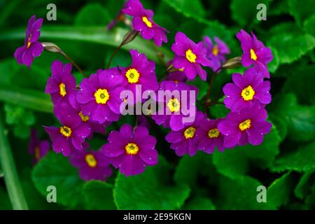 Primula Mrs F Neave, Magenta Blumen, Magenta mit gelben Auge, Blüte, Frühling im Garten, Zimmer mit Blumenmuster Stockfoto