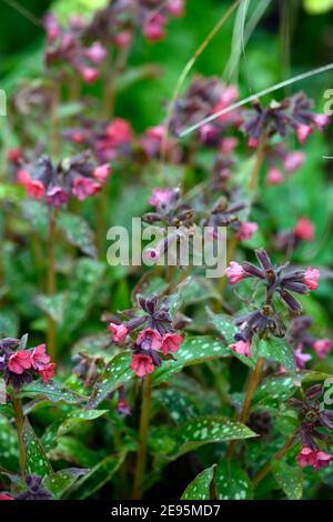 Pulmonaria angustifolia Beth's Pink, korallenrosa Blüten, Blüte, Lungenkraut, Stauden, Blume, Blüte, Blumen, Frühling im Garten, Frühlingsgarten, Stockfoto