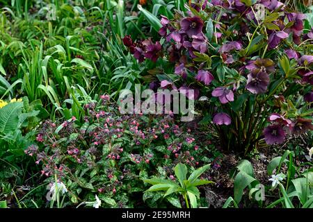 Pulmonaria angustifolia Beth's Pink, korallenrosa Blüten, lila hellebore, hellebores, Blüte, Lungenkraut, Stauden, Blume, Blüte, Blumen, Frühling in t Stockfoto