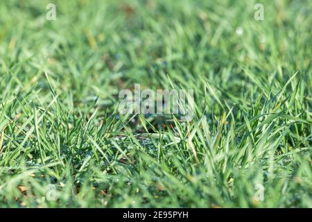Nahaufnahme einer Ernte von Wintergerste (hordeum vulgare) Im Feld an einem Wintertag Stockfoto