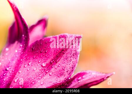 Lila Tulpenblüten Bouquet schließen noch auf einem rosa Hintergrund.nach dem Regen, Frühling Tropfen Tau. Natur, Makroblumenblüte, Nahaufnahme. Frisch Stockfoto