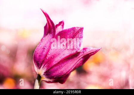 Lila Tulpenblüten Bouquet schließen noch auf einem rosa Hintergrund.nach dem Regen, Frühling Tropfen Tau. Natur, Makroblumenblüte, Nahaufnahme. Frisch Stockfoto