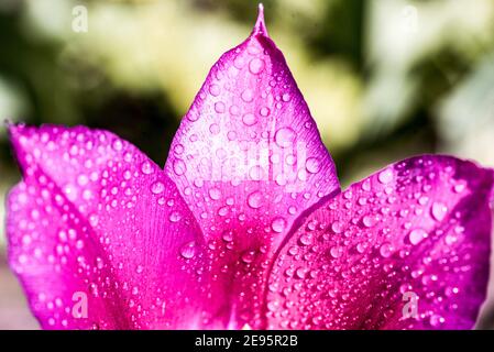 Lila Tulpenblüten Bouquet schließen noch auf einem rosa Hintergrund.nach dem Regen, Frühling Tropfen Tau. Natur, Makroblumenblüte, Nahaufnahme. Frisch Stockfoto